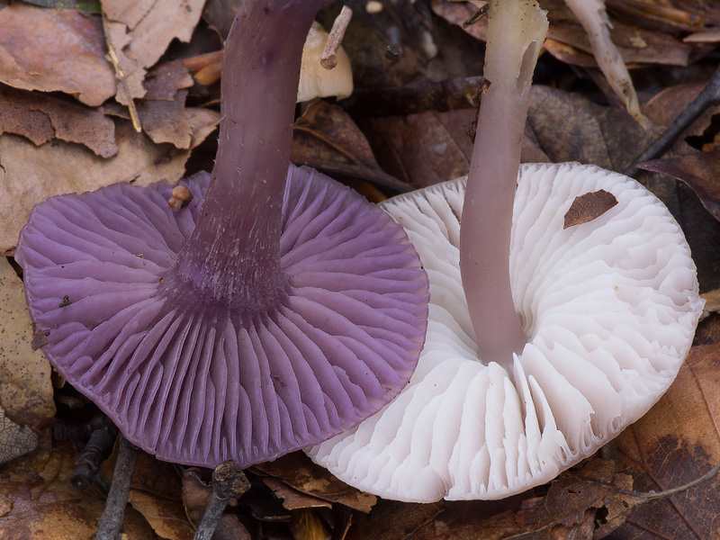 Laccaria amethystina